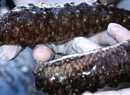 İhbarla durdurulan kamyonetten çıktı!Tam1 ton