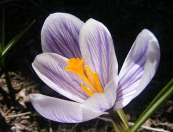 İnsan dışkısından altın çıktı G4