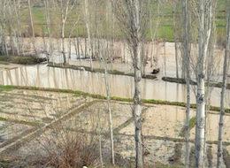 Tosya'da çeltik tarlalarını sel bastı