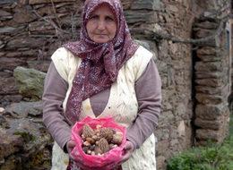 Kuzugöbeği mantarı altın gibi