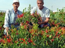 Fiyatı yüzde 87 arttı