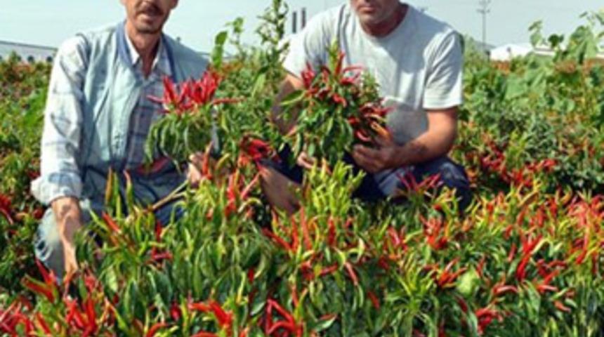 Fiyatı yüzde 87 arttı