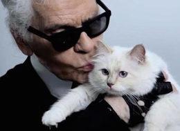 Kedisi 3 milyon euro kazanıyor!