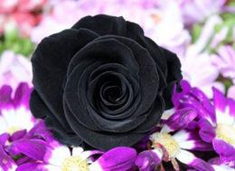 Siyah güle gram altın fiyatı