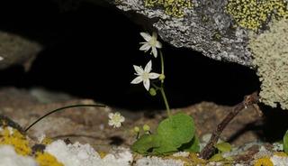 Yer: İzmir! Endemik bitki t&uuml;r&uuml; keşfedildi