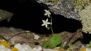 Yer: İzmir! Endemik bitki türü keşfedildi