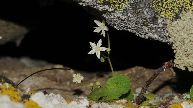 Yer: İzmir! Endemik bitki türü keşfedildi