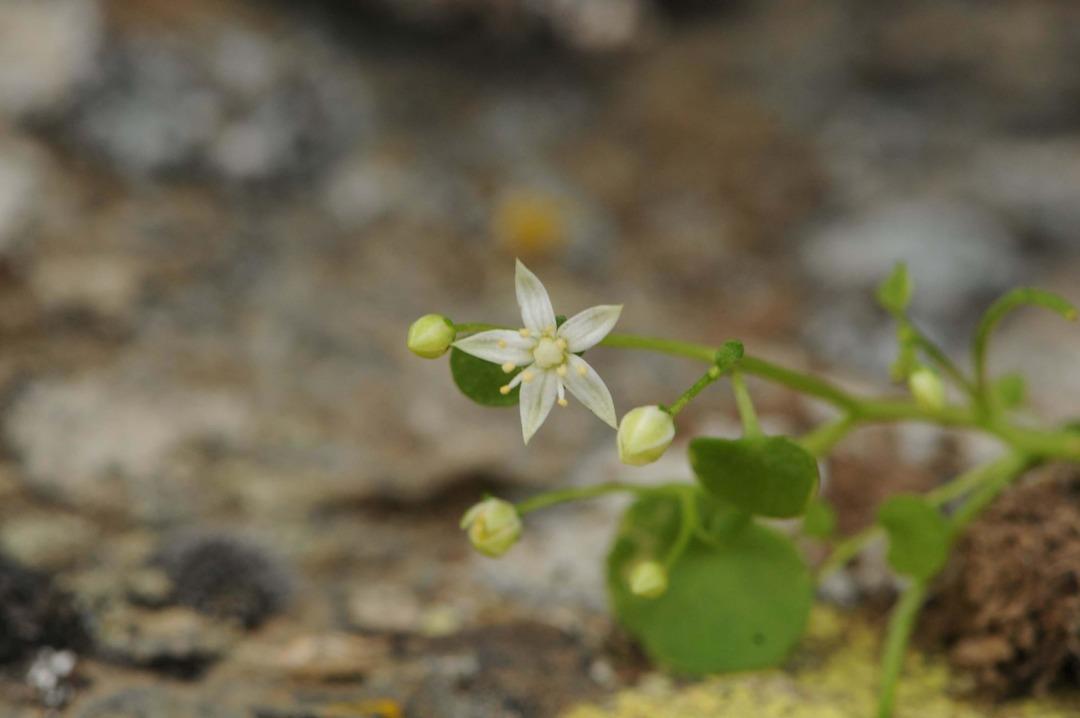 Yer: İzmir! Endemik bitki t&uuml;r&uuml; keşfedildi 4