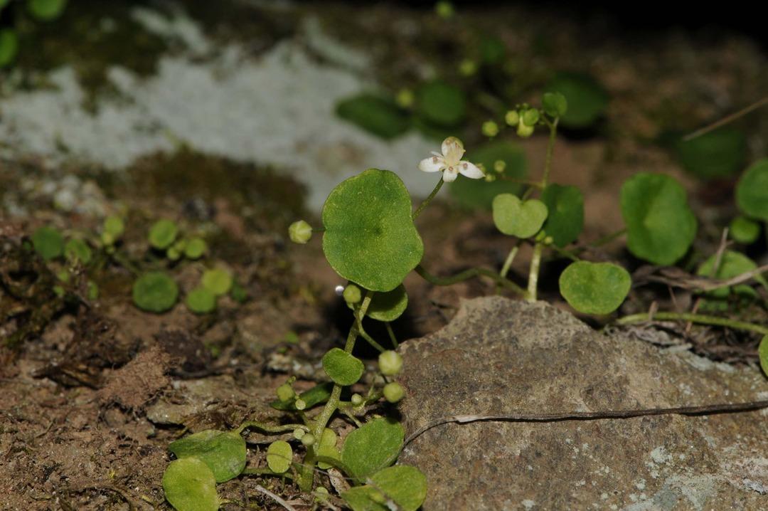Yer: İzmir! Endemik bitki t&uuml;r&uuml; keşfedildi 2