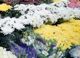 32 bin Türk çiçeği Rusya'dan geri döndü