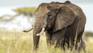 &Ouml;n&uuml;ne geleni &ouml;ld&uuml;r&uuml;yor! G&uuml;nlerdir bir t&uuml;rl&uuml; bulunamadı
