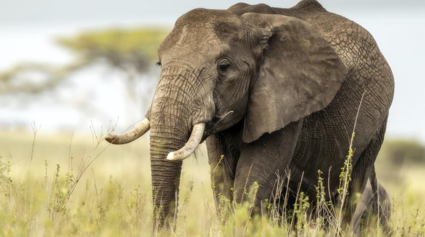 Yılbaşından beri &ouml;n&uuml;ne geleni &ouml;ld&uuml;r&uuml;yor! Katil fil bulunamadı
