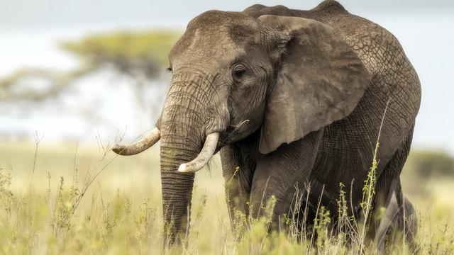 Yılbaşından beri önüne geleni öldürüyor! Katil fil bulunamadı