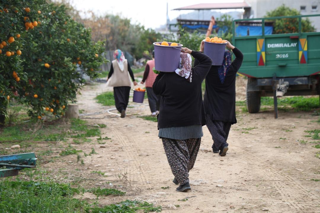 Para etmeyince kaynattılar! 300 TL den satışta Talep bol Tonlarca üretiliyor 2