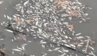 Yeşilırmak'ta balık &ouml;l&uuml;mleri g&ouml;r&uuml;ld&uuml;