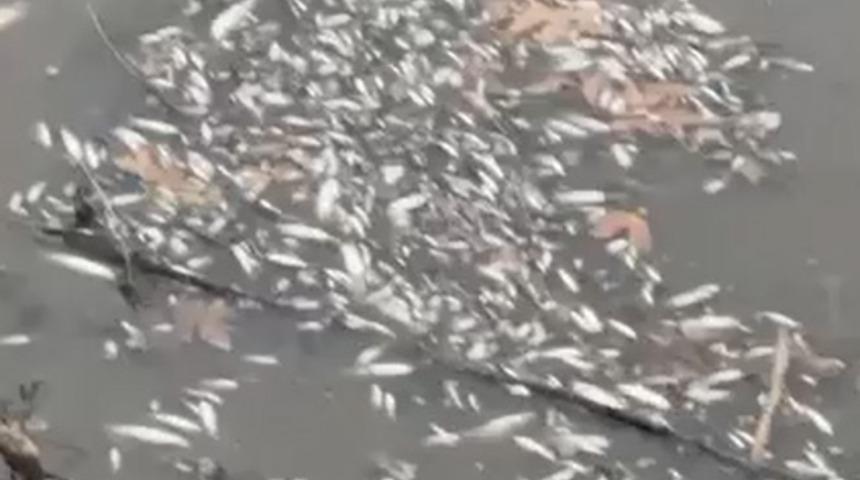 Yeşilırmak'ta balık &ouml;l&uuml;mleri g&ouml;r&uuml;ld&uuml;