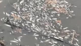 Yeşilırmak'ta balık ölümleri görüldü