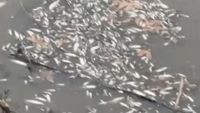 Yeşilırmak'ta balık ölümleri görüldü