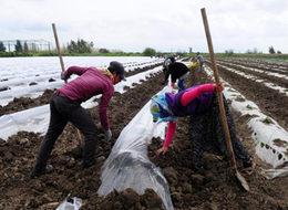 Karpuza İran darbesi