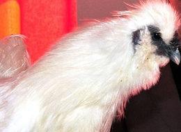 Bu tavuğun yumurtası 20 lira