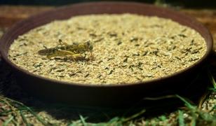 Antalyalı &ccedil;ift&ccedil;i hem et&ccedil;il hayvanlar hem de bilim i&ccedil;in b&ouml;cek &uuml;retiyor