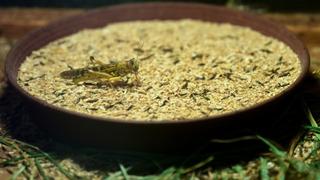 Son dakika: Antalyalı &ccedil;ift&ccedil;i hem et&ccedil;il hayvanlar hem de bilim i&ccedil;in b&ouml;cek &uuml;retiyor