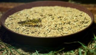 Antalyalı çiftçi hem etçil hayvanlar hem de bilim için böcek üretiyor