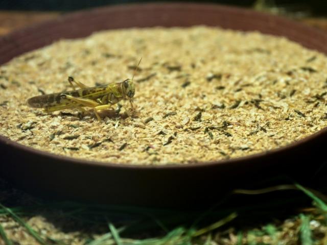 Antalyalı &ccedil;ift&ccedil;i hem et&ccedil;il hayvanlar hem de bilim i&ccedil;in b&ouml;cek &uuml;retiyor