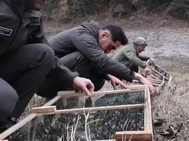 Adana'da denetimlerde ele ge&ccedil;irilen 400 saka kuşu doğaya salındı