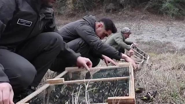 Adana'da denetimlerde ele geçirilen 400 saka kuşu doğaya salındı