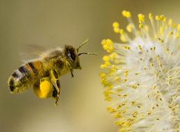 Bir kaşık bal için bir ömür