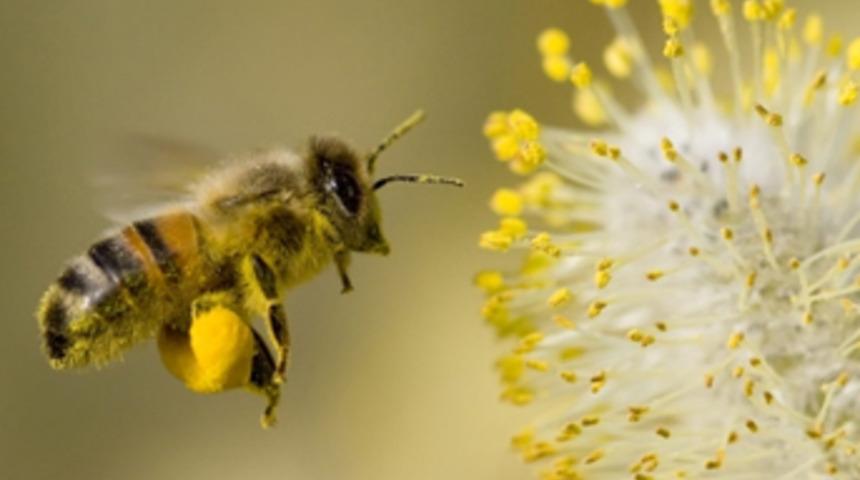 Bir kaşık bal için bir ömür