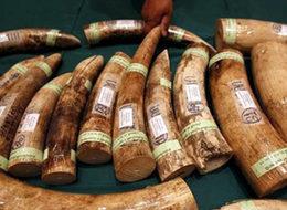 Sıradışı operasyon! Değeri tam 500 bin TL