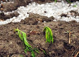 Osmaniye'yi don vurdu araziler zarar gördü