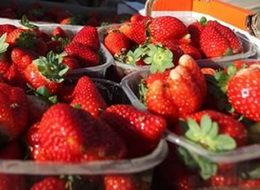 21 ton çileği Türkiye’ye geri gönderdi