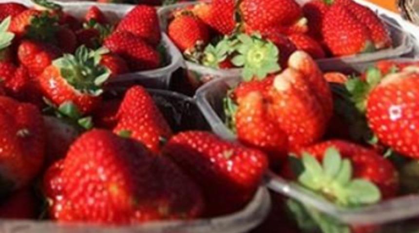 21 ton çileği Türkiye’ye geri gönderdi
