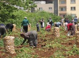Fiyatı 5 liraya çıkınca vatandaş akın etti