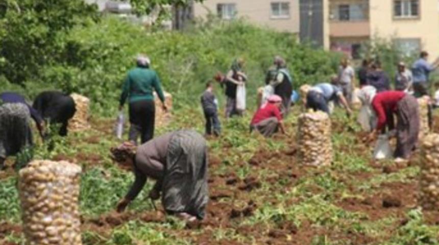 Fiyatı 5 liraya çıkınca vatandaş akın etti