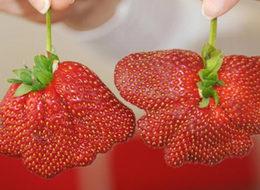 Hormondan değil, uzun kıştanmış