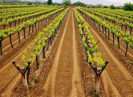 Manisa'da 340 bin dekar bağ bir gecede dondu