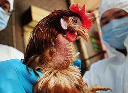 Uzmanlardan kritik tavuk gribi uyarısı