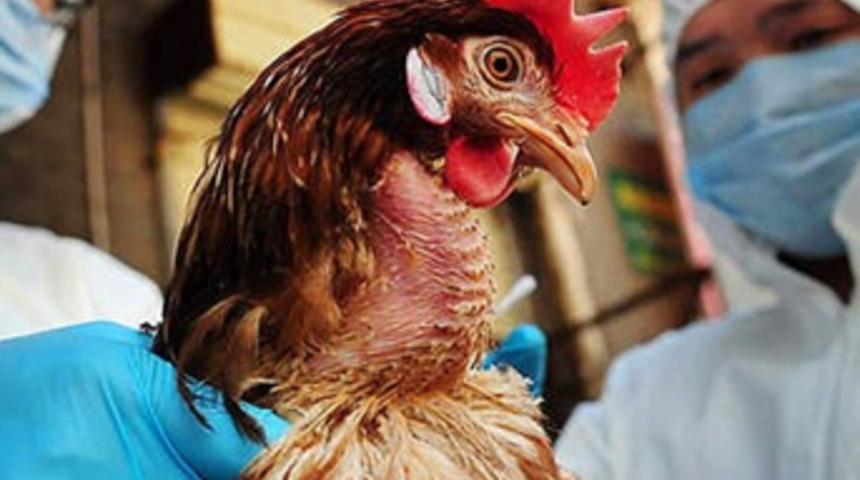 Uzmanlardan kritik tavuk gribi uyarısı
