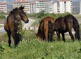 Valilikten çobana 5 bin lira maaş