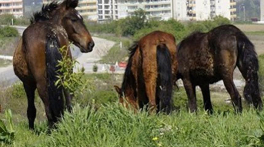 Valilikten çobana 5 bin lira maaş