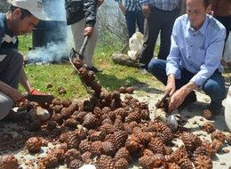 100 kilodan 1,5 kilo çıkıyor, kilosu 120 TL!