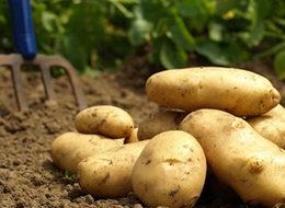 Fiyatı 1.5 liraya inecek