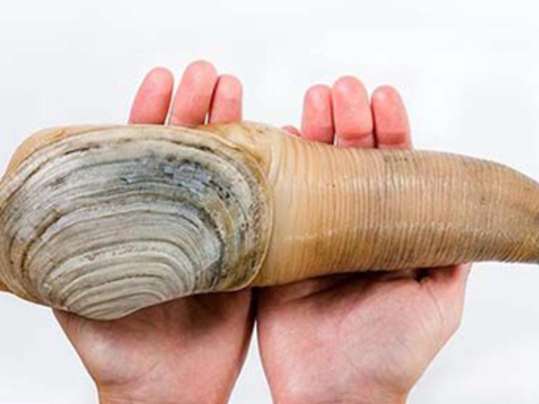 Balık&ccedil;ıların en sevdiği canlı