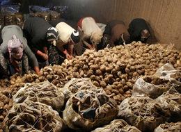 Patetes zammının nedeni ortaya çıktı