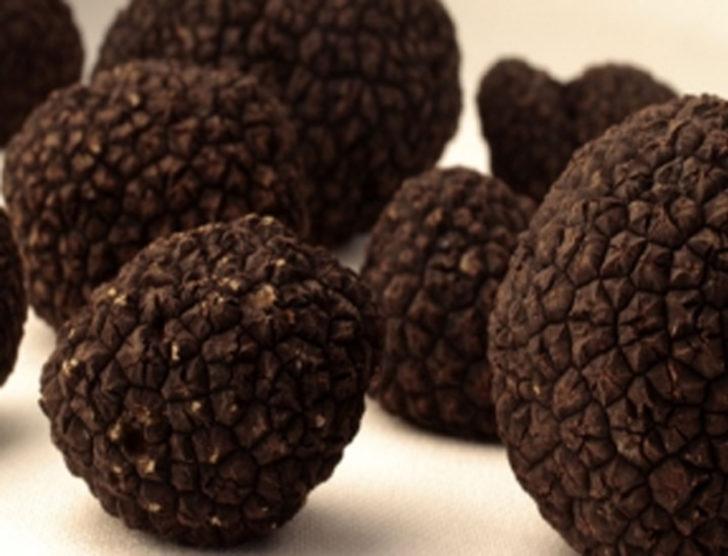 Dünyanın en değerli mantarı G1