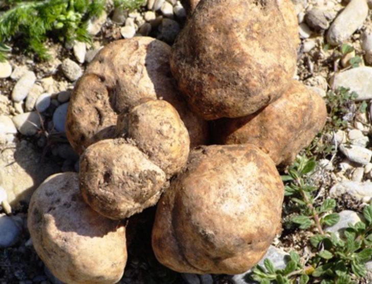 Dünyanın en değerli mantarı G4